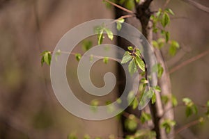 Fagus sylvatica in spring time. beech leaf in the forest