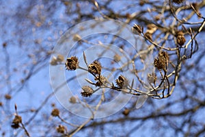 Fagus sylvatica tree in winter