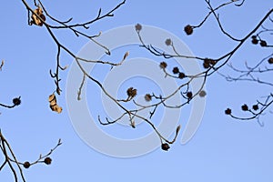 Fagus sylvatica tree in winter
