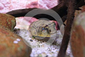 Fahaka pufferfish photo