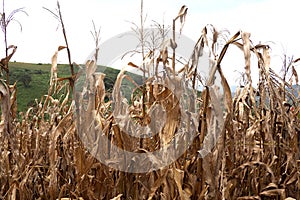 Failed corn crop, climate change image