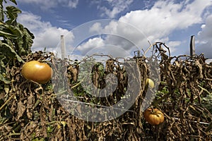 Failed crop of tomatoes due to drought