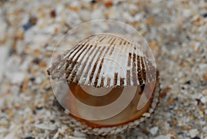 a failed shell that opened