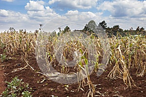 Failing crops in Kenya