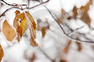 Faint yellow leaf of bird cherry tree with hoarfrost on branch.