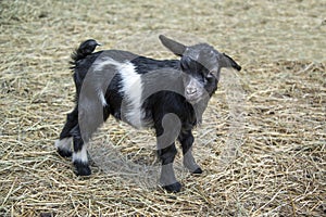 Fainting goat baby in barn yard hay is called a kid