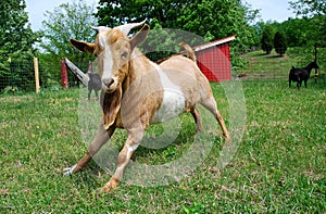 Fainting Goat in Field photo