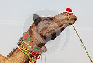Fair of camels Pushkar