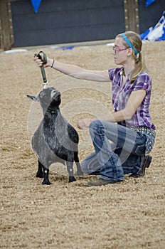 Fair Judging of Goat contest