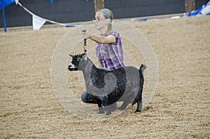 Fair Judging of Goat contest