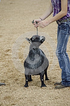 Fair Judging of Goat contest