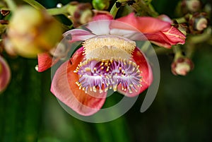 Fairchild Tropical Botanic Garden in Miami, Florida - Couroupita guianensis. Smells like expensive perfume.