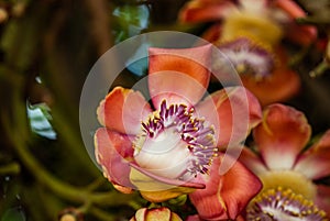 Fairchild Tropical Botanic Garden in Miami, Florida - Couroupita guianensis. Smells like expensive perfume.