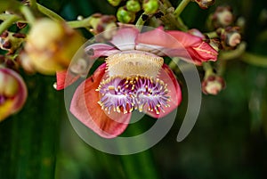 Fairchild Tropical Botanic Garden in Miami, Florida - Couroupita guianensis. Smells like expensive perfume.