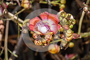 Fairchild Tropical Botanic Garden in Miami, Florida - Couroupita guianensis. Smells like expensive perfume.