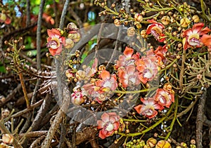 Fairchild Tropical Botanic Garden in Miami, Florida - Couroupita guianensis. Smells like expensive perfume.