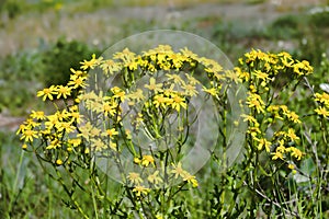 fairies\'-horse (Senecio jacobaea