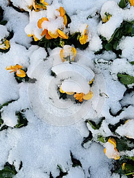 Fairiy flowers in snow