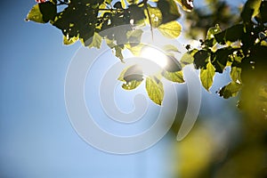 Fairly blur green leaves on tree with soft sun light behide on b