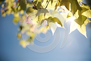 Fairly blur maple leaves on tree with soft sun light behide on b