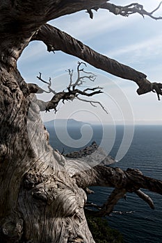 Fairly dry dead tree on the shore of the ocean photo