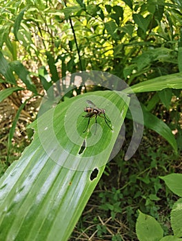 A fairly large fly was seen sitting on a leaf photo