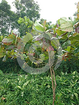 Terminalia catappa in green environment.