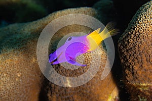 Fairy Basslet on Caribbean Coral Reef