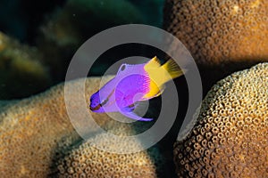 Fairy Basslet on Caribbean Coral Reef