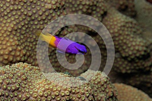 Fairy Basslet on Caribbean Coral Reef