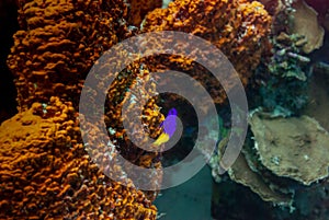 Fairy basslet gramma loreto swimming over coral photo