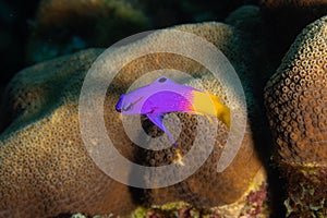 Fairy Basslet on Caribbean Coral Reef