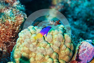 Fairy Basslet swimming over white coral in the Bonaire Marine Park