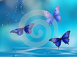 Fairy Blue Butterflies On Water