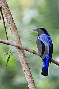 Fairy-bluebird