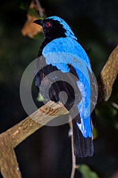 Fairy Bluebird