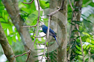 Fairy-bluebird