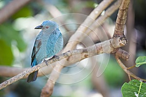 Fairy-bluebird of Malaysia and the Philippines photo