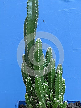 Fairy castle cactus acanthocereus tetragonus