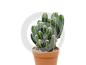 Fairy Castle  is cactus plants in small pot.