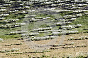 Mysterious fairy circles  mystic circles  inexplicable circles with growing grass in Namibia  Africa