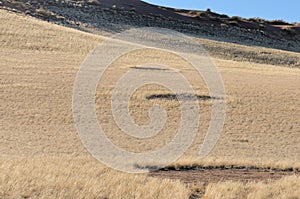 Fairy circles near Sesriem