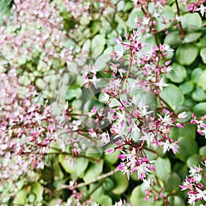 Fairy crassula, pink flowers against plantâ€™s green thick leaves