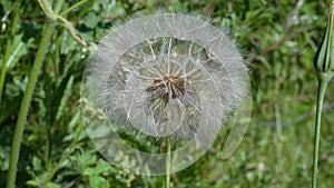 Fairy Dandelion on Summers Day