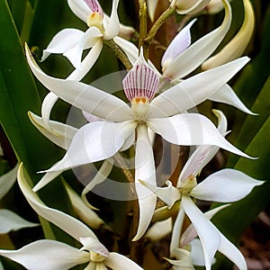Fairy flower orchid prosthechea