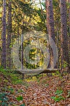 Fairy forest with fallen tree over path