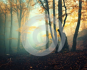 Fairy forest in fog. Fall woods. Enchanted autumn forest in fog