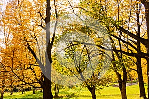 Fairy forest in fog at sunrise in autumn colors. Magical trees with sun rays. Colorful dreamy landscape with foggy forest, gold