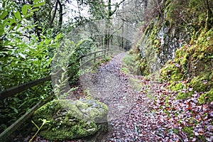 Fairy forest of Ireland