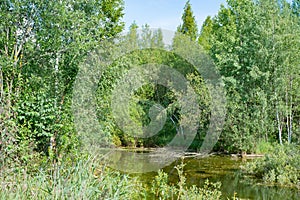 Fairy forest and overgrown pond.